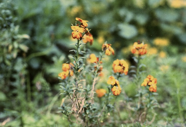 fleurs